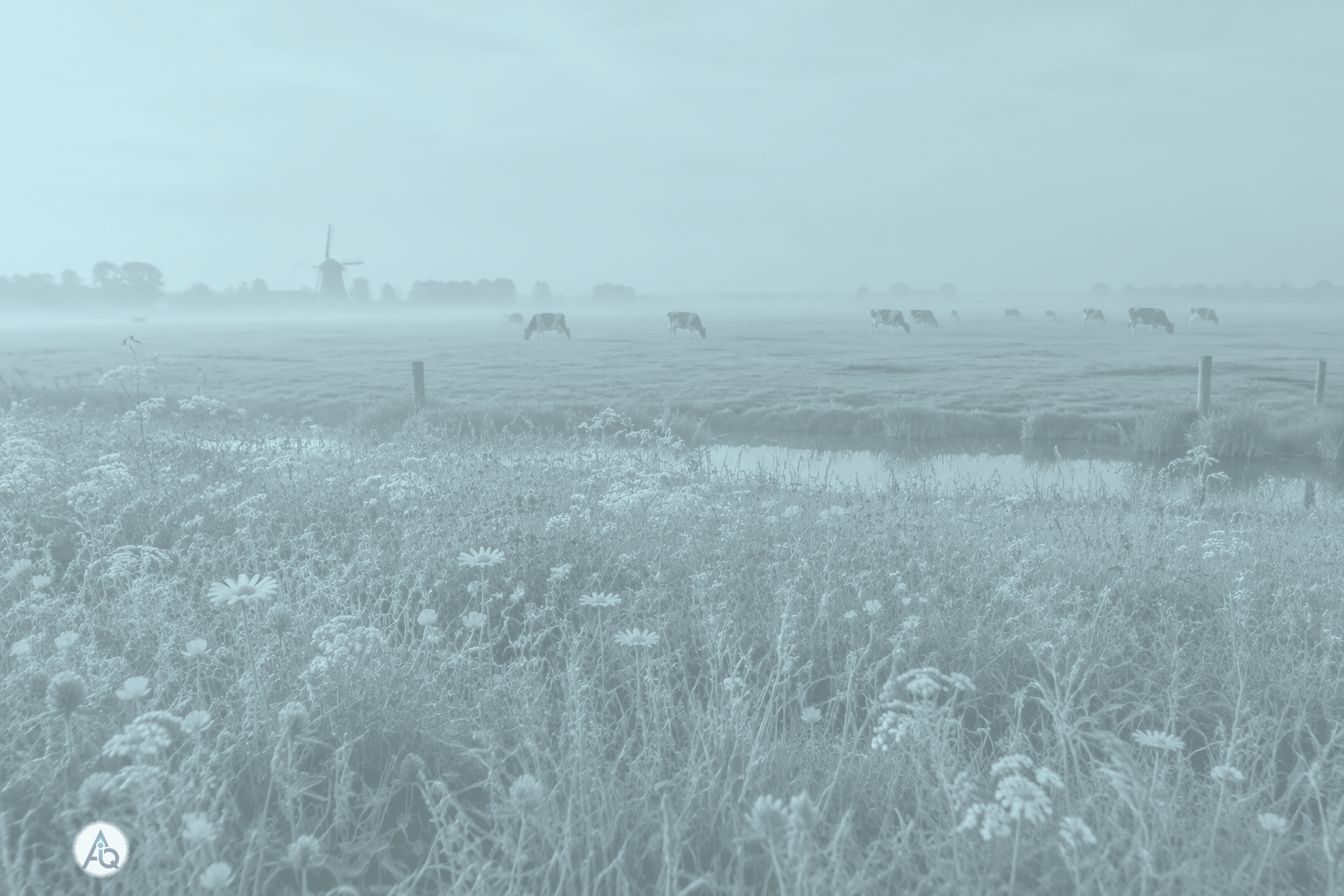 Bloemige weide met koeien in de verte onder een lichte lucht