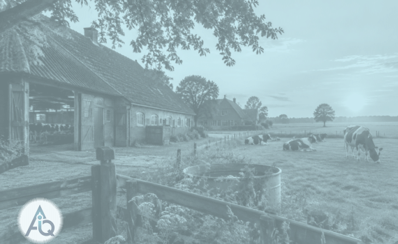 Boerenerf met koeienstal en weide met koeien bij avondlicht