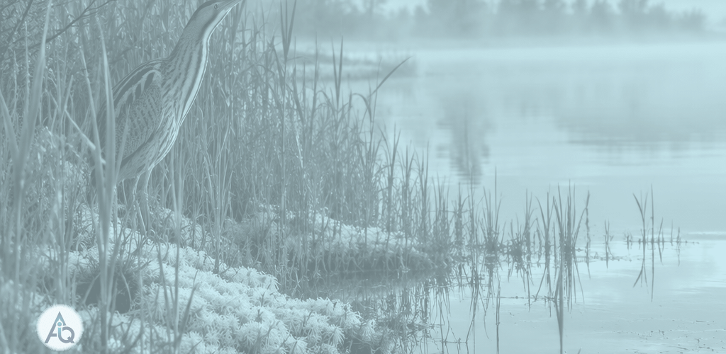 Mistig veenlandschap met hoge grassen en ondiep water bij zonsopgang