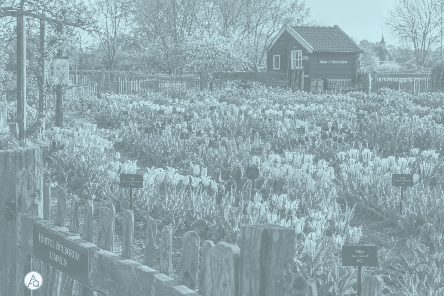 Rijen historische tulpenrassen in de Hortus Bulborum in Limmen, met tuinhek en tuinhuis
