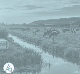 Intensieve veehouderij met stal en koeienweide in de Nederlandse polder bij avondlicht