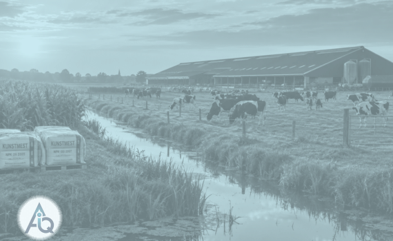 Intensieve veehouderij met stal en koeienweide in de Nederlandse polder bij avondlicht