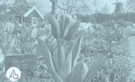 Historische rood-gele tulp Duc van Tol Red and Yellow in de Hortus Bulborum