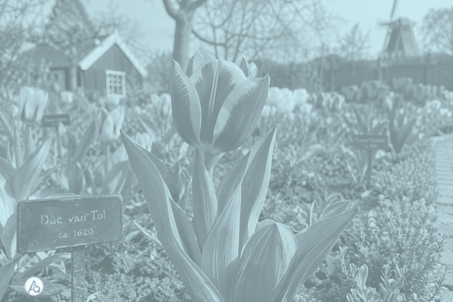 Historische rood-gele tulp Duc van Tol Red and Yellow in de Hortus Bulborum