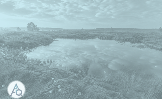 Klein ven met veenmos in een Natura 2000-gebied bij zacht ochtendlicht