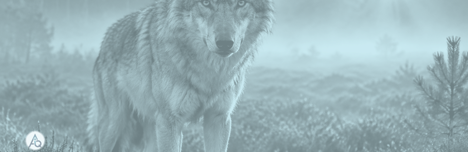Wolf op een Nederlandse heidevlakte met bloeiende heide in gouden ochtendlicht